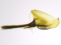 Epria sexpunctata